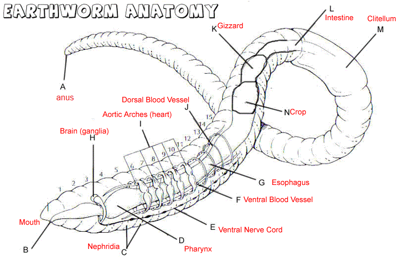 oligochaeta diagram